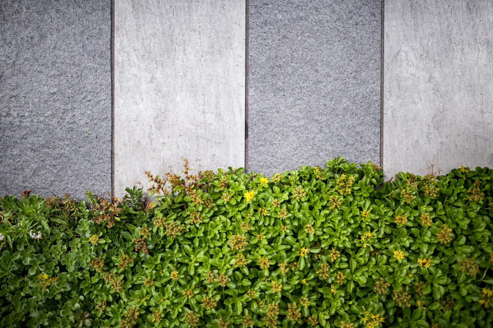 This image shows a neat row of green shrubs with small yellow flowers in front of a gray, textured, three-panel concrete wall.