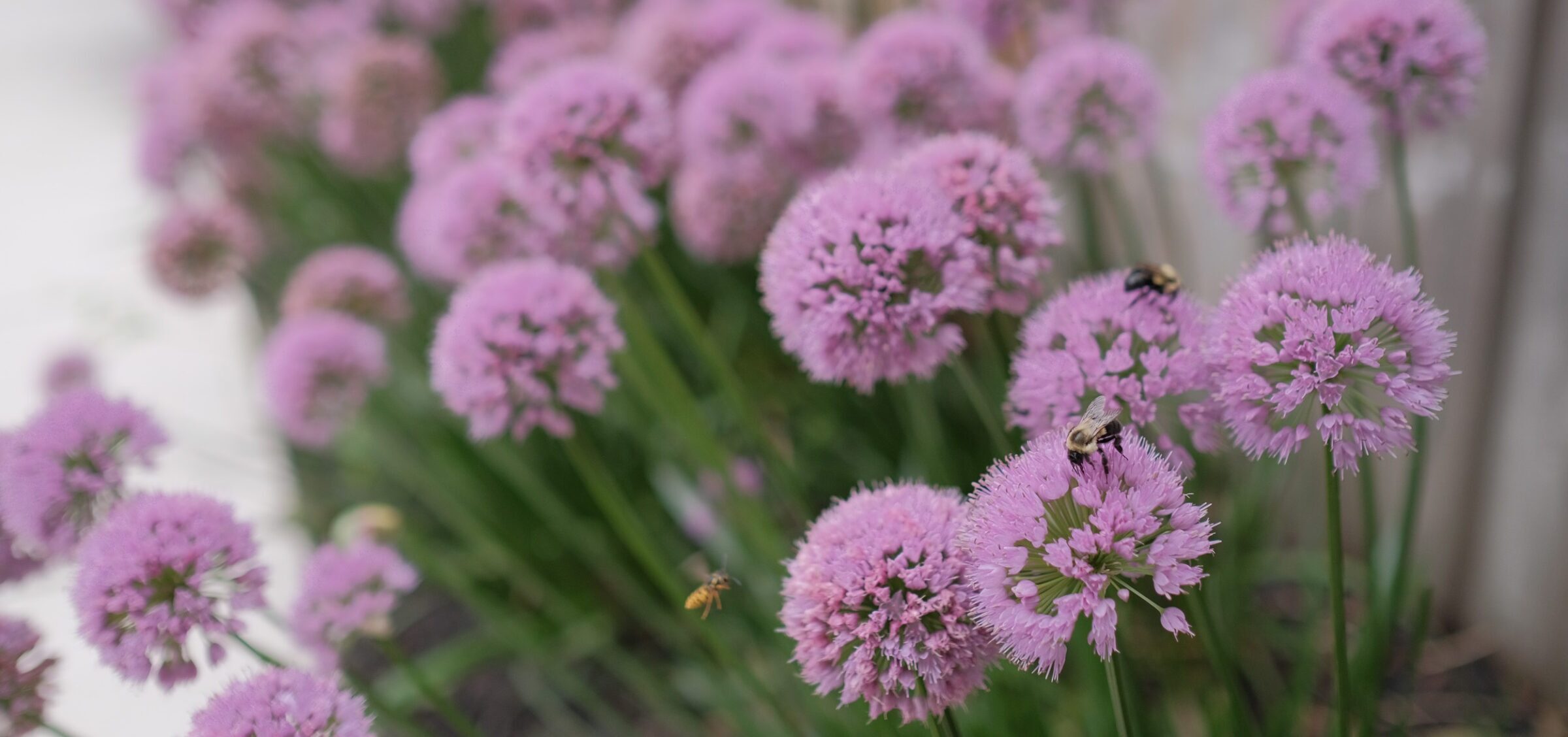 The image features a cluster of purple allium flowers with bees and an insect hovering, showcasing a vibrant interaction of flora and pollinators.