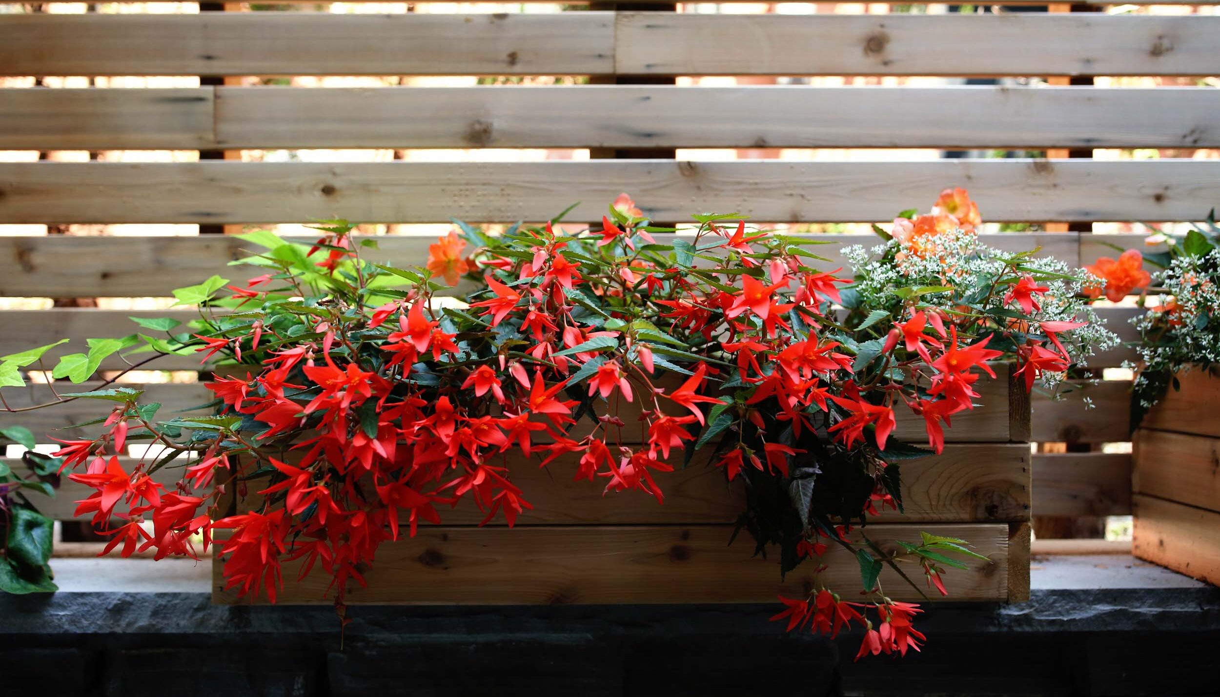 A wooden planter box overflows with vibrant red flowers and green foliage, positioned against a backdrop of a warm-toned wooden slatted fence.
