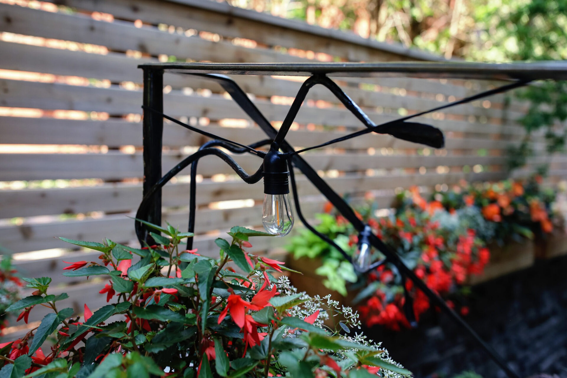 An outdoor string light with clear bulbs hangs above vibrant, red flowers with a wooden slat fence in the background, illuminated by daylight.