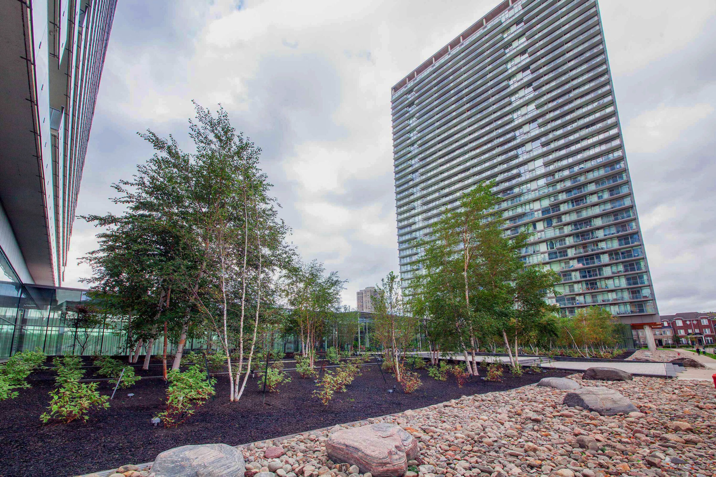 The image shows a landscaped urban area with young birch trees, surrounded by rocks, with a modern high-rise building in the background under a cloudy sky.