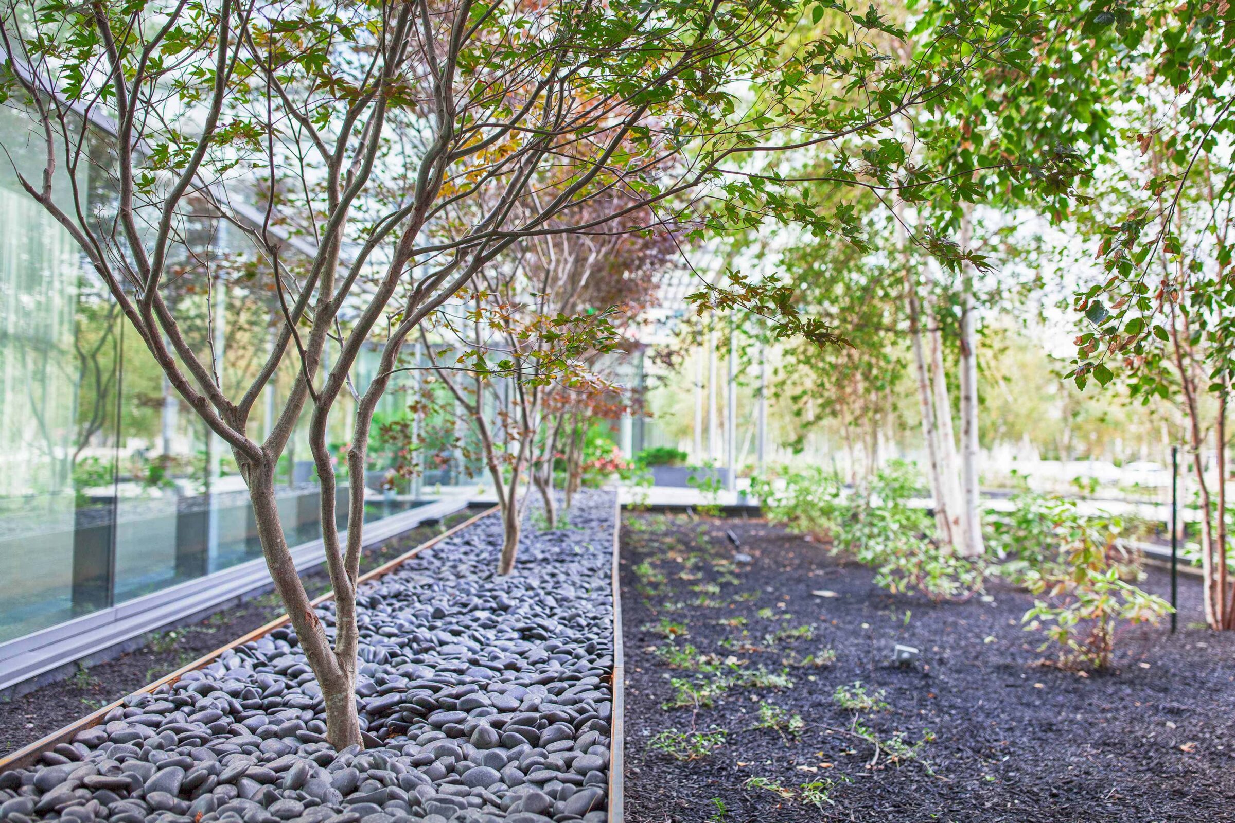 This image shows an indoor garden with leafy trees, a bed of gray stones, rich soil, and a glass exterior blurring the boundary with nature.