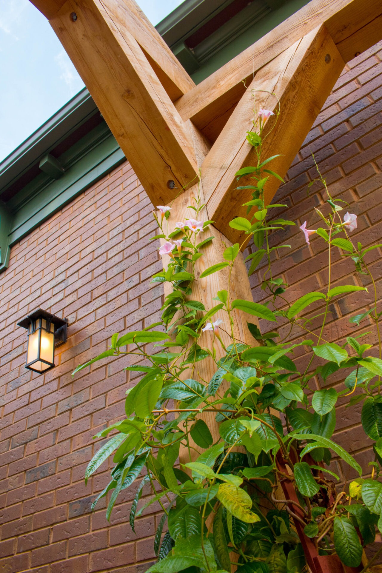 A wooden trellis supports climbing plants with delicate pink flowers against a brick wall beside an outdoor wall lantern under a clear blue sky.