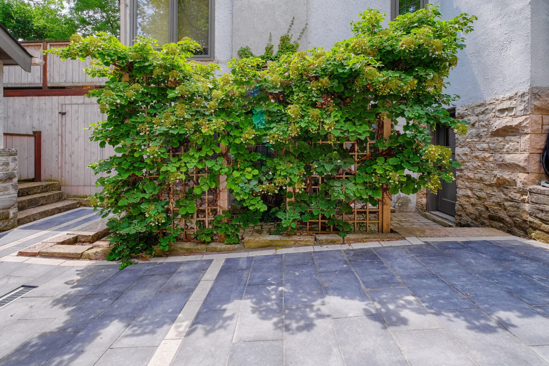 A lush green vine climbing a trellis against a residential building with a stone and wooden facade, next to a patterned paved patio.