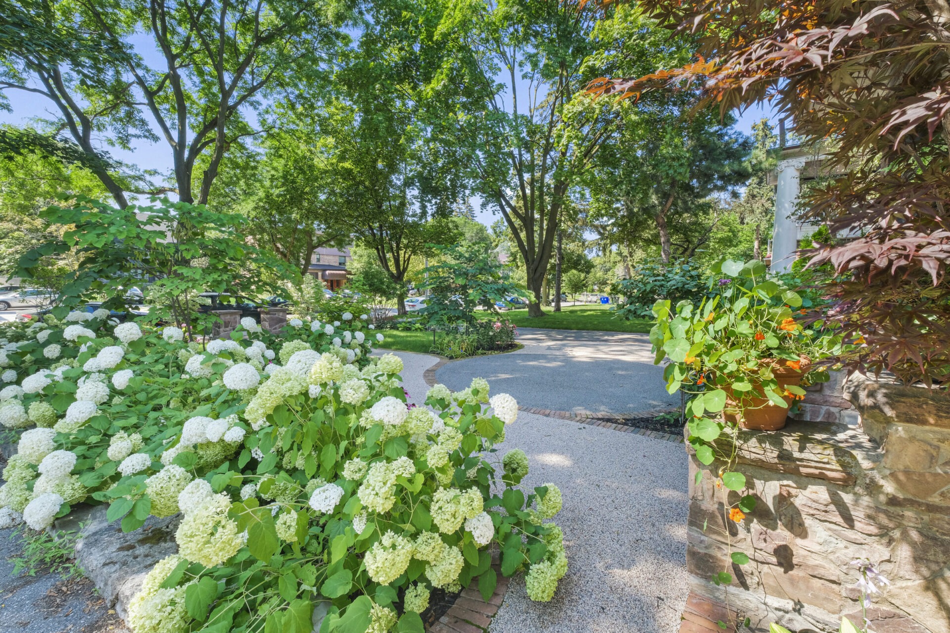 This image shows a lush garden with white hydrangeas, a gravel path, trees and a brick stone wall, in a peaceful suburban setting on a sunny day.