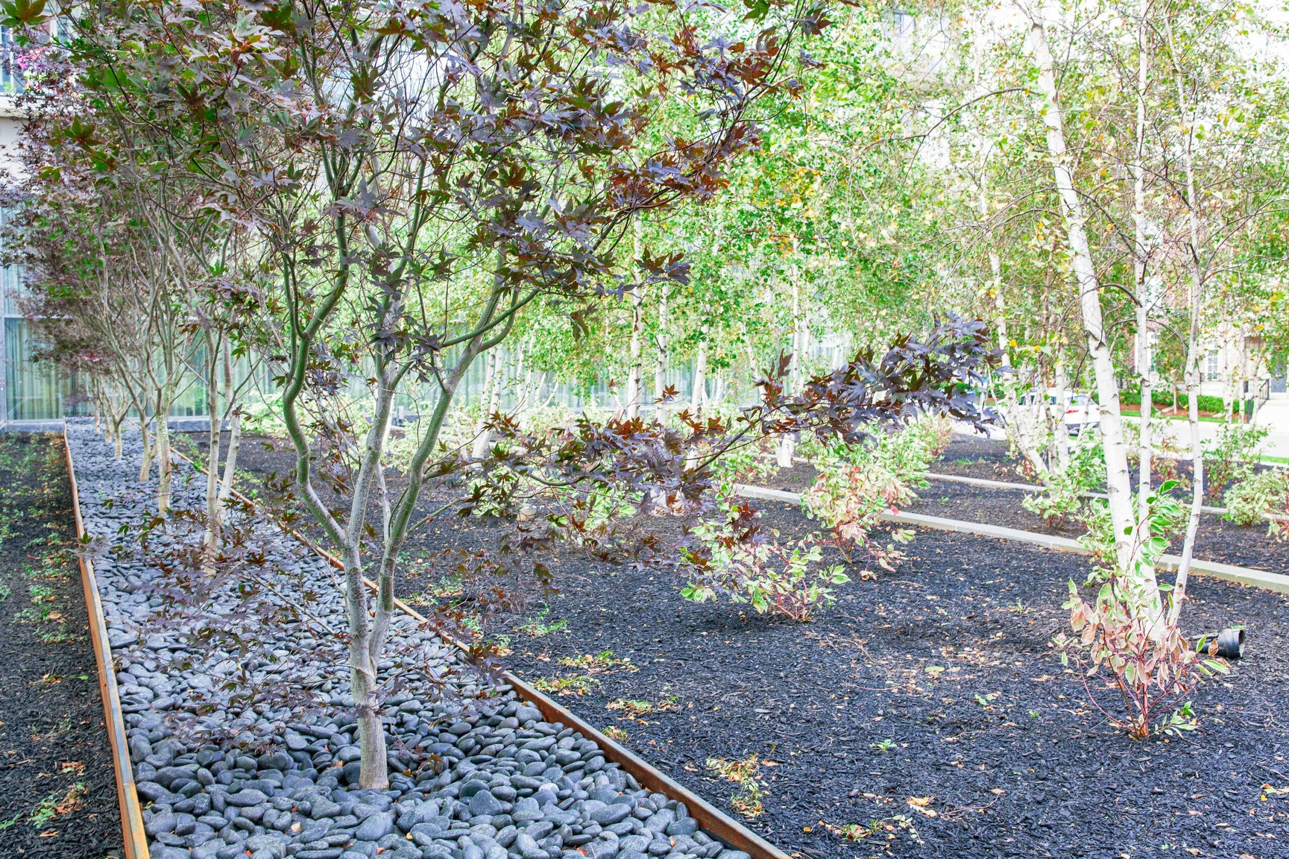 A landscaped area featuring rows of trees with reddish and green foliage, a dark mulch ground cover, and a decorative border of smooth stones.