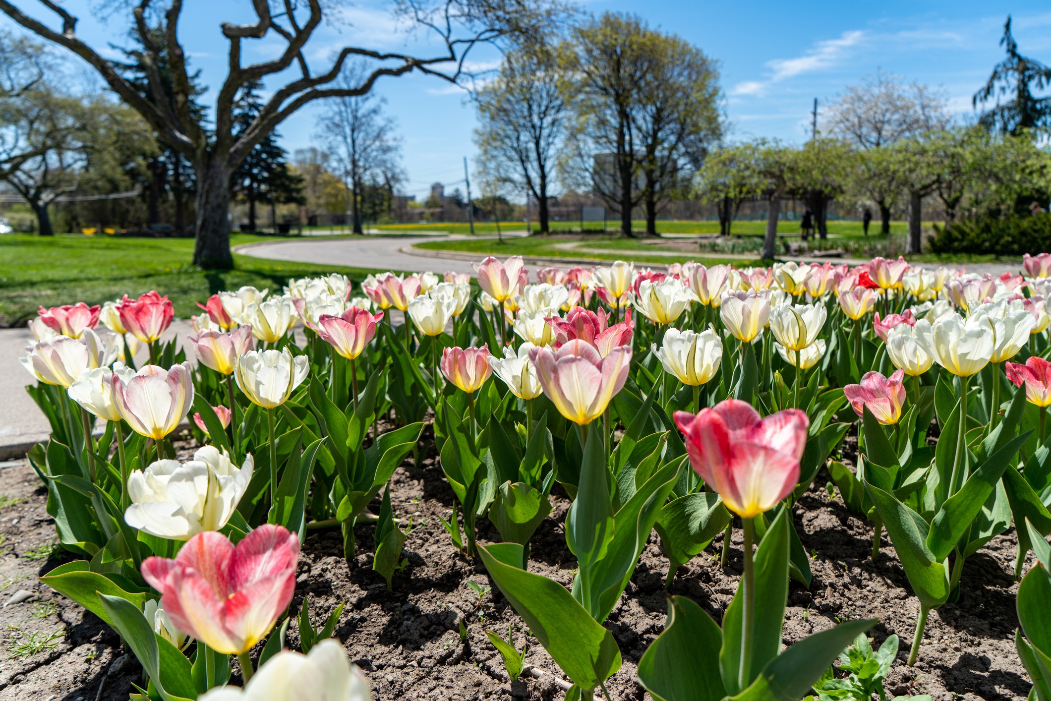 A vibrant bed of pink and white tulips, with green leaves, in a park with trees, grass, and pathways under a clear blue sky.