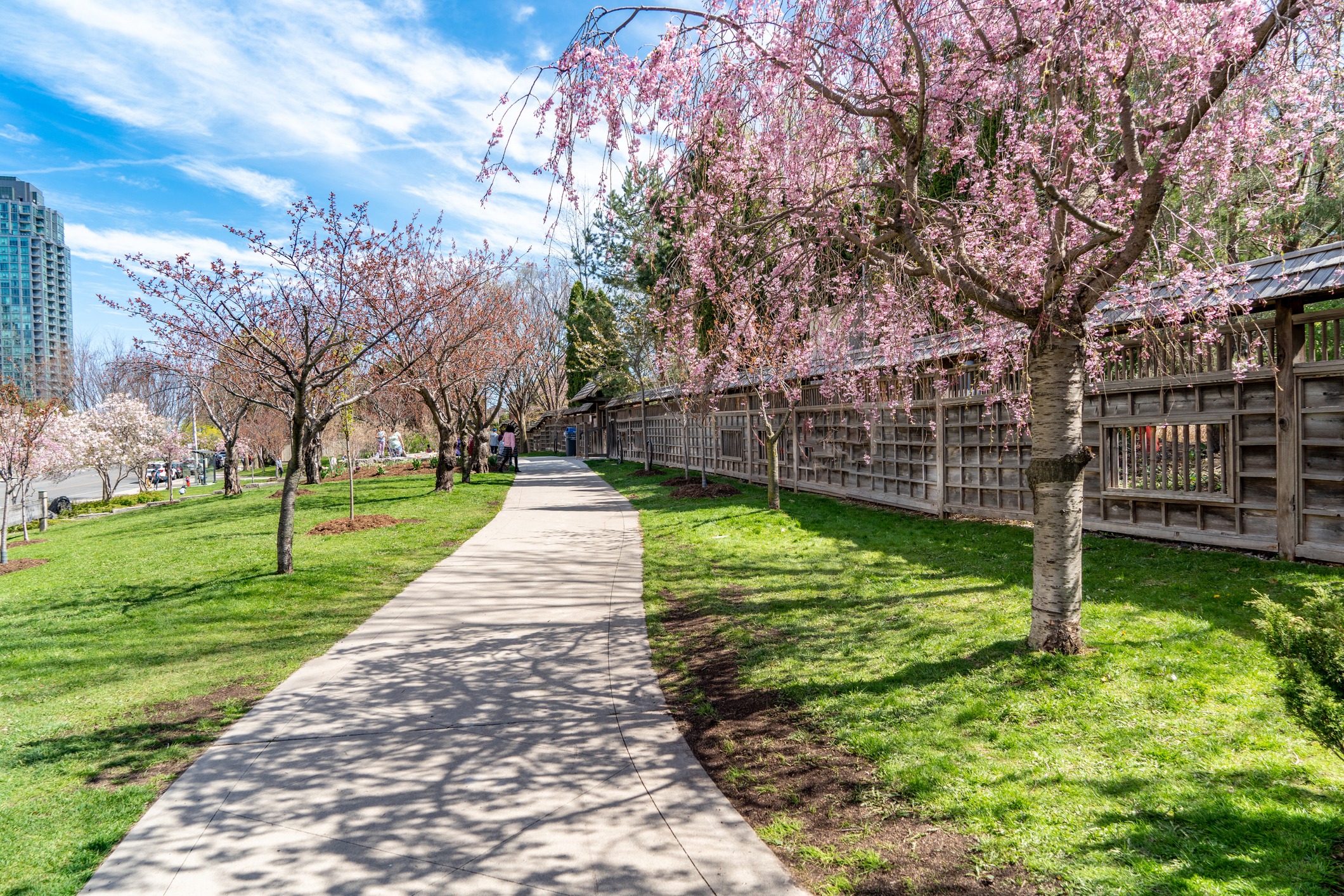 A picturesque pathway adorned with blooming cherry blossom trees; people enjoy a sunny day in the park with green grass and clear blue skies.