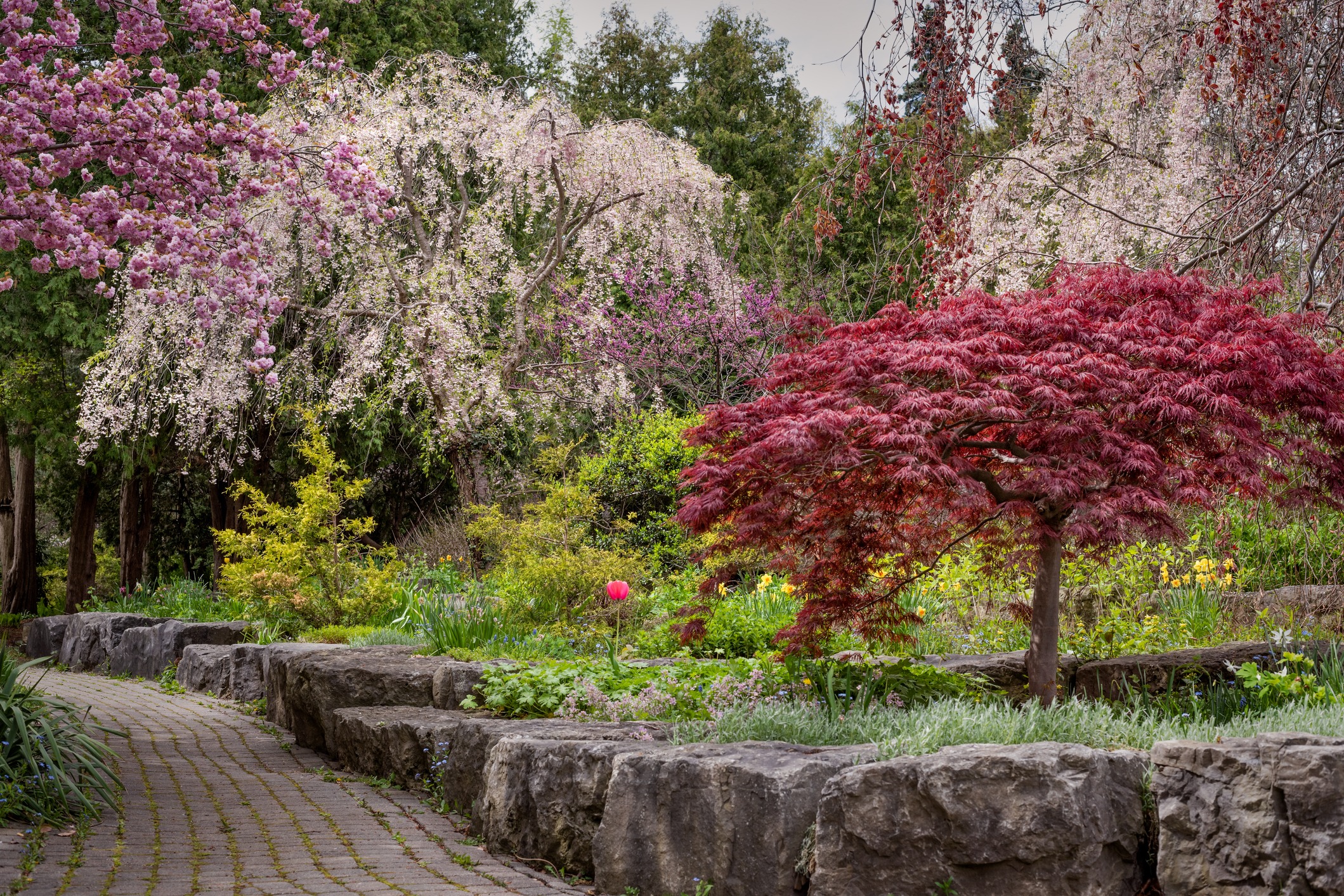 A serene garden path flanked by a cobblestone wall, vibrant flowering trees, and lush greenery, with prominent red maple and spring blossoms.